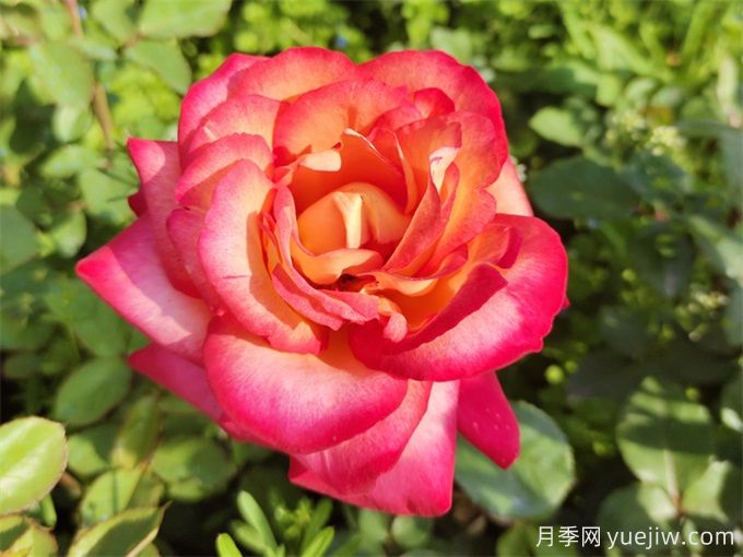 88個花卉基本知識點，必須收藏(圖1)