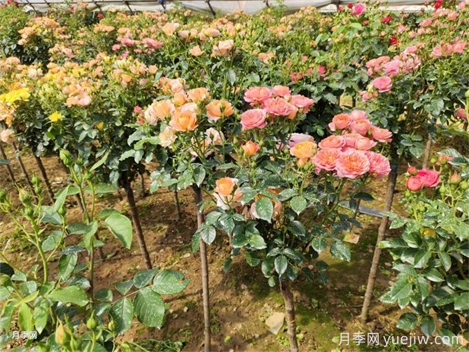 怎么正確給月季花澆水？月季澆水要避免四種情況(圖1)