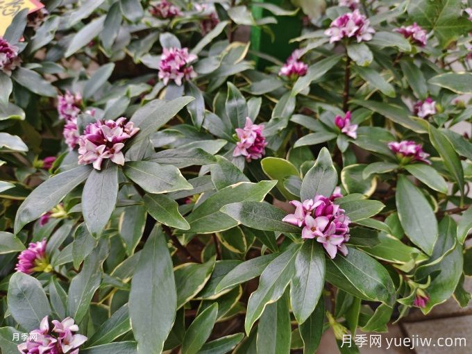 盤點10個具有濃烈花香的植物，芳香四季(圖2)