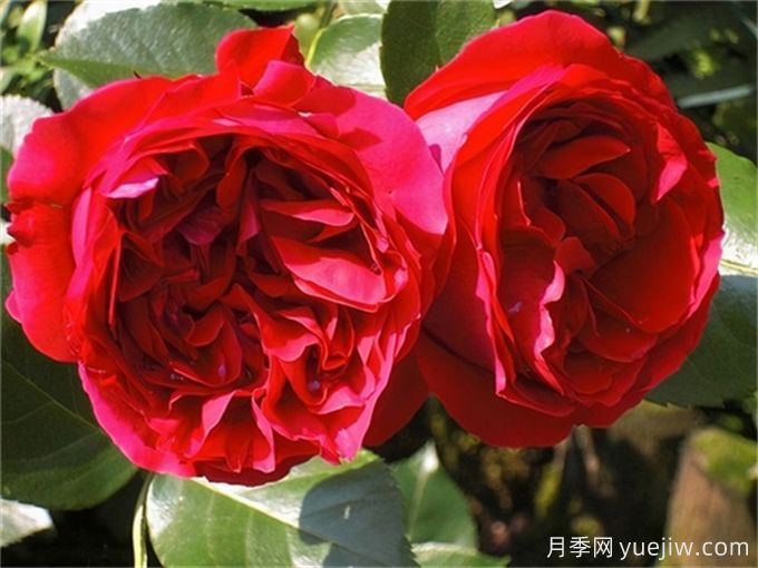 月季花也有缺點(diǎn)，避開這5個(gè)品種(圖2)
