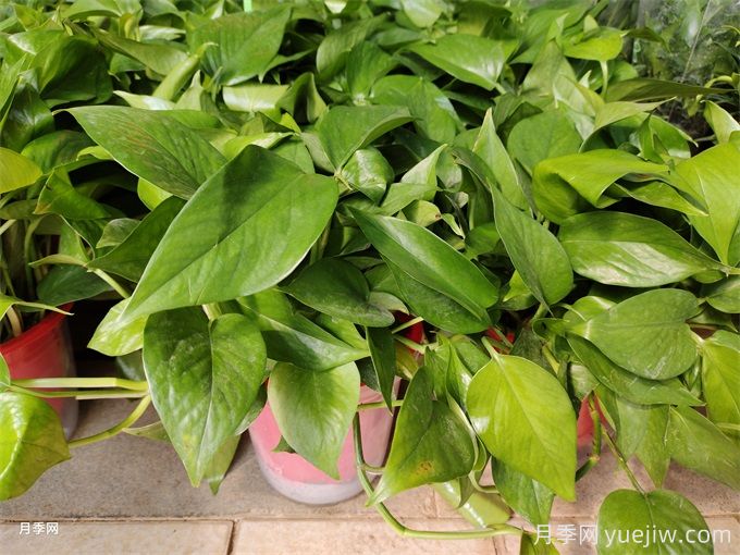 200種園林植物識(shí)別、應(yīng)用與養(yǎng)護(hù)(圖5)