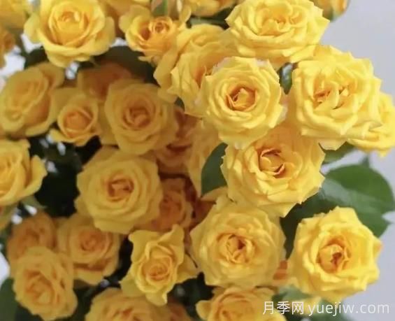 夢(mèng)幻芭比月季，夢(mèng)幻般明亮的黃色芭比(圖1)
