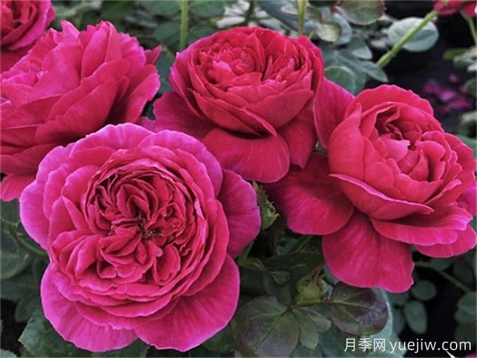 伊芙酒窖月季，花香迷人養(yǎng)護(hù)簡單(圖2)