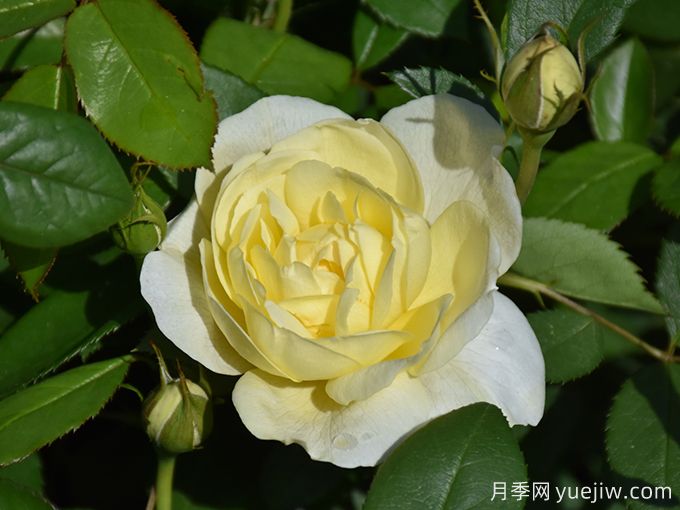 凡妮莎貝爾月季，華南耐濕熱低維護(hù)月季(圖2)