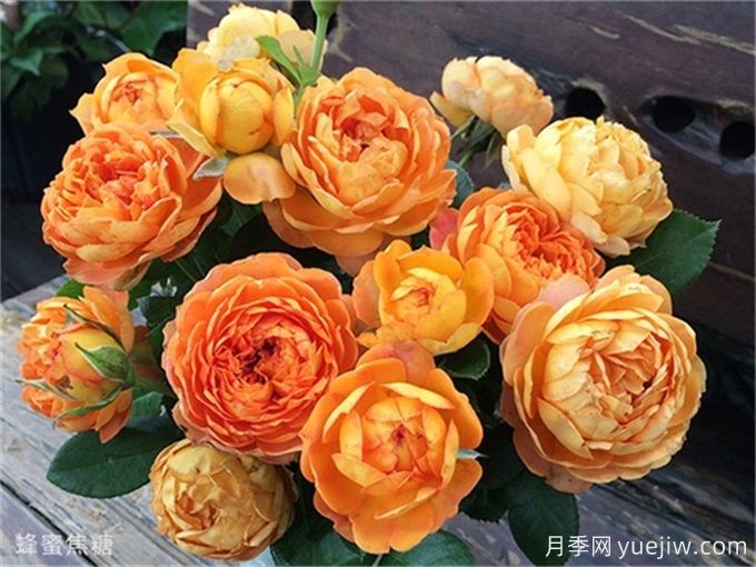 推薦15款經(jīng)典灌木月季品種，好看好養(yǎng)，有藤本和微月(圖4)