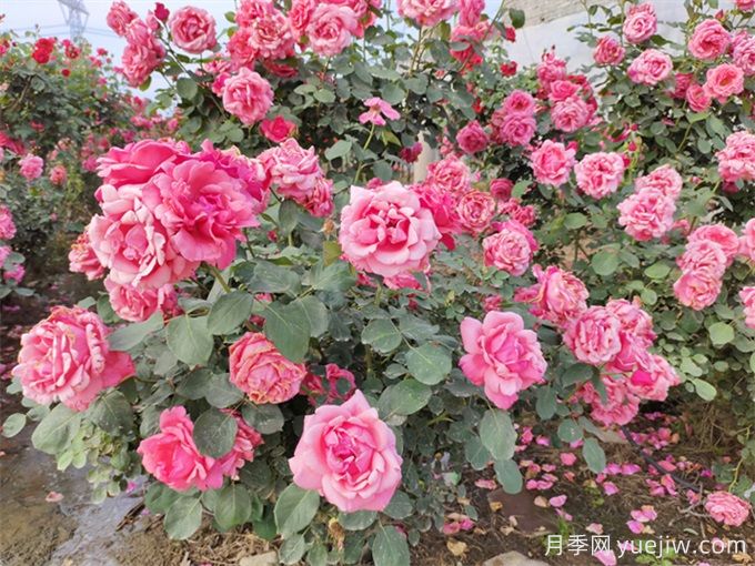 月季花期可以施肥嗎？月季施肥全指南(圖1)