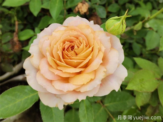 室內(nèi)如何養(yǎng)月季？掌室內(nèi)養(yǎng)花也能爆盆(圖2)
