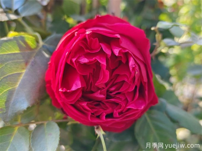 月季花苞打不開、枯萎是咋回事？(圖2)