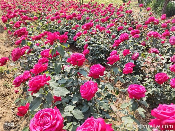 種植和管理地栽月季需要注意些什么？(圖1)