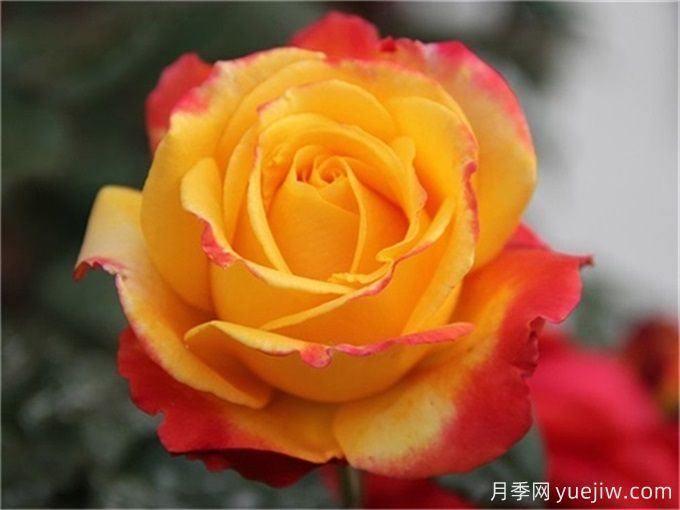 種植大花月季需要注意什么細(xì)節(jié)？(圖1)