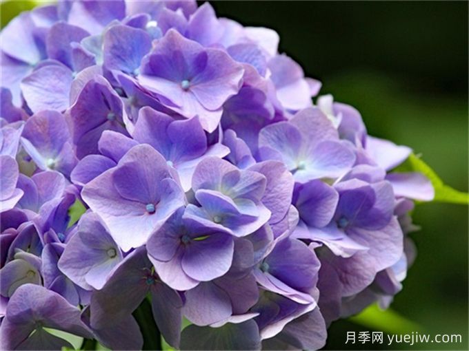 北方懶人低維護花園植物合集(開花類)，你認識幾種？(圖1)