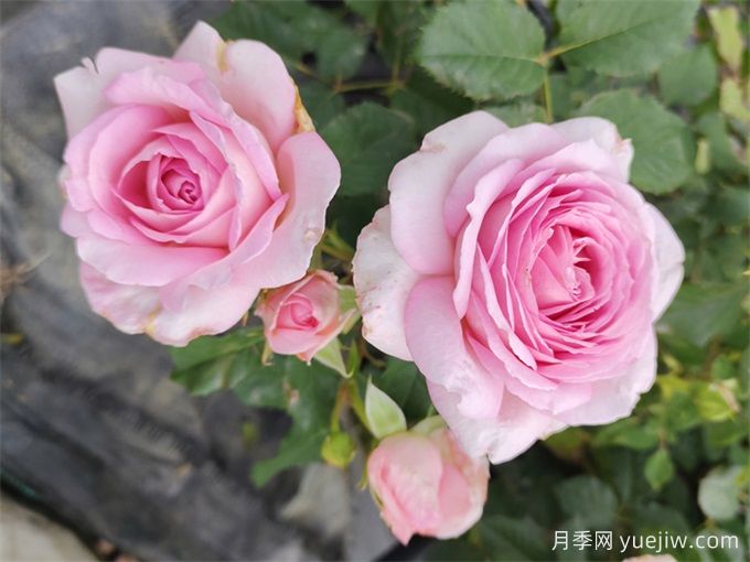 粉黛月季，抗病性優(yōu)秀，天狼濃香型灌木月季(圖2)