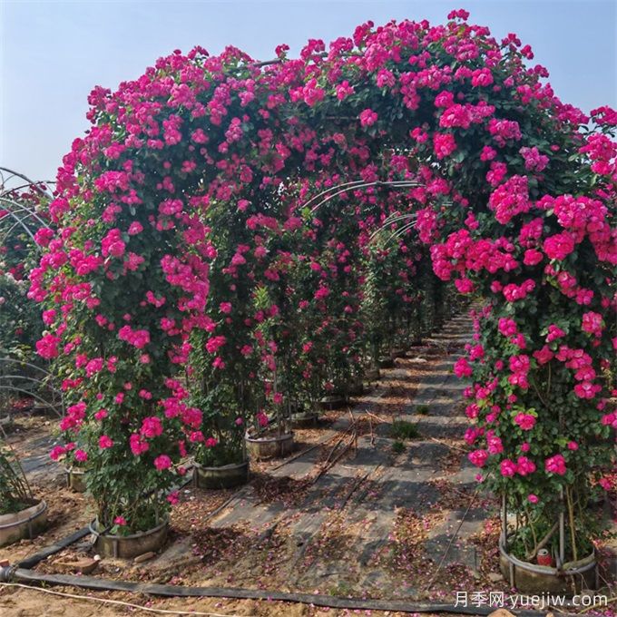 藤本植物必知四大類，你知道幾個？(圖1)