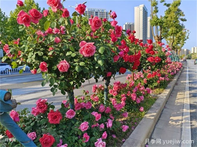 如何搭配干道綠化帶中的喬灌木以達(dá)到優(yōu)秀景觀效果？(圖1)