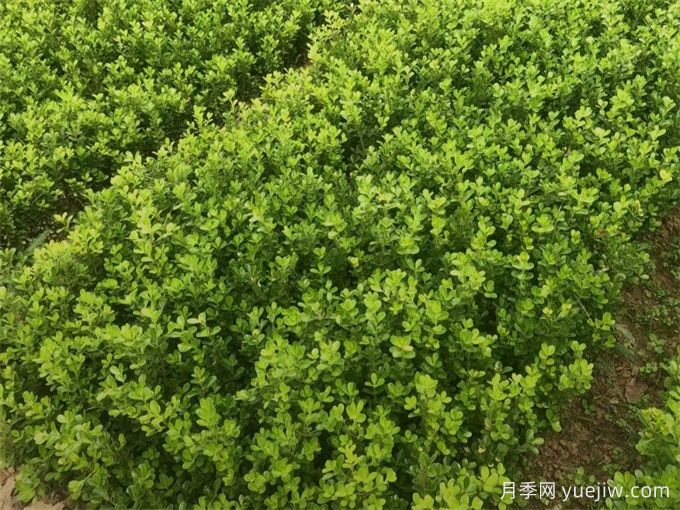 春天綠籬栽植養(yǎng)護辦法，大大減少死亡率(圖1)