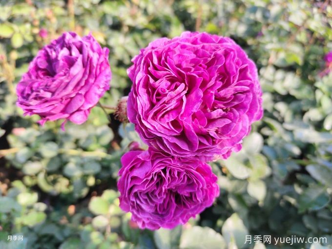 月季花冬天如何養(yǎng)護？教你春天爆盆絕招(圖1)
