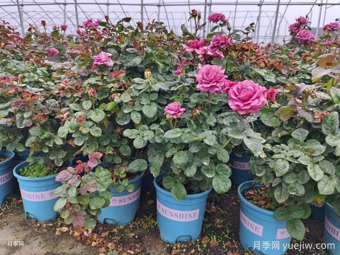 如何選擇適合家里高度的綠植盆栽？(圖1)