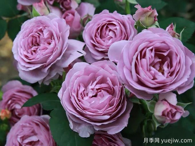 6種經(jīng)典的月季花，每一種都是顏值擔(dān)當(dāng)(圖4)