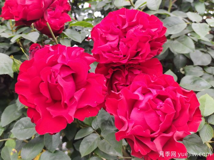 八首月季花詩詞分享，月季只應(yīng)天上物，四時(shí)榮謝色常同(圖1)
