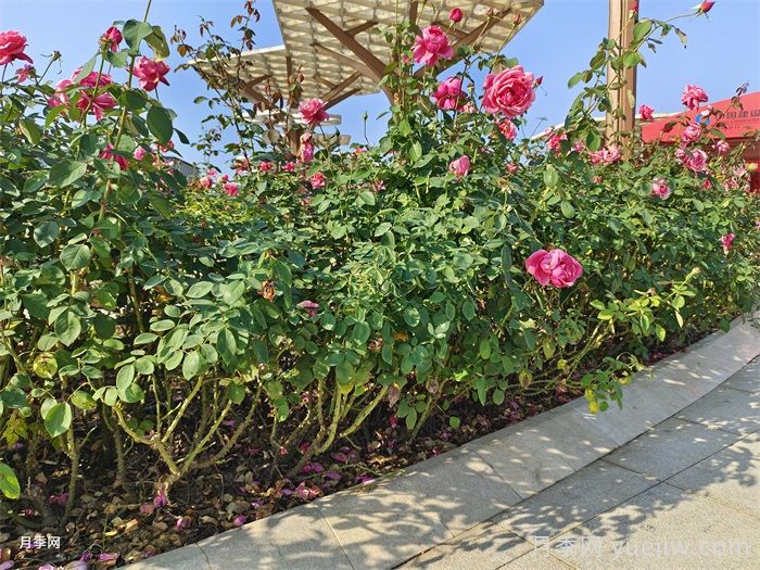 怎樣判斷月季花需要澆水？(圖1)