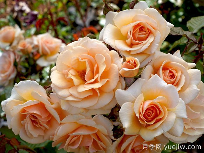 英國皇家園藝學會年度月季(RHS ROTY)(圖1)