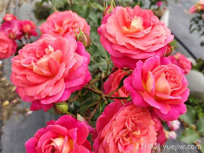 冬季常見的市政花卉品種及管護(hù)要點(diǎn)(圖1)