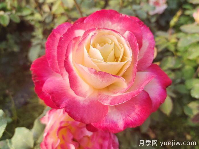 國外園丁***愛的月季調(diào)查，每一款都優(yōu)秀(圖1)
