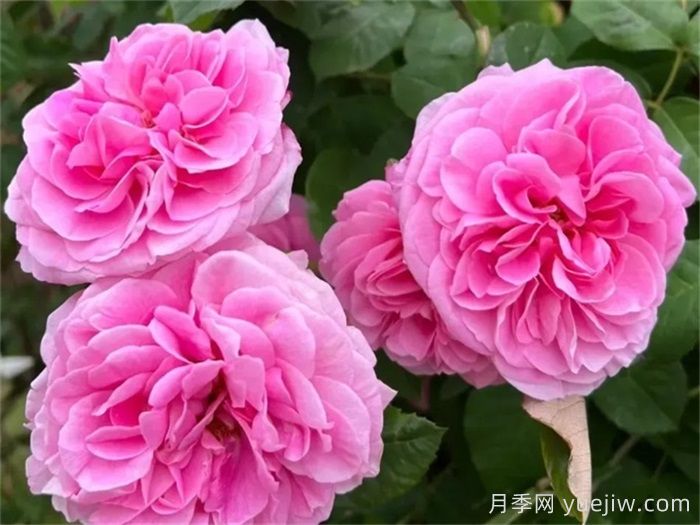 國外園丁***愛的月季調(diào)查，每一款都優(yōu)秀(圖3)