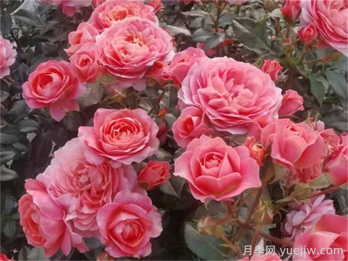 陽(yáng)臺(tái)月季推薦，芳香王陽(yáng)臺(tái)月季(圖1)