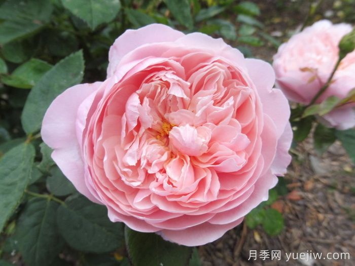 安妮克城堡月季，花姿優(yōu)雅，色彩迷人(圖1)