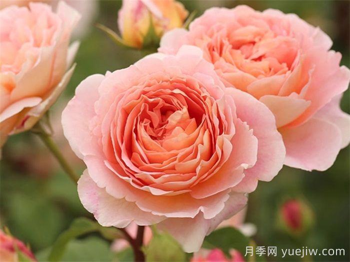 花比臉大月季系列，十個(gè)超大花的月季品種(圖6)