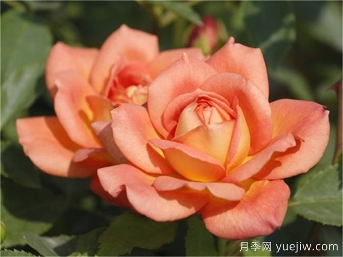 夏洛特夫人月季優(yōu)缺點(diǎn)有哪些？(圖1)