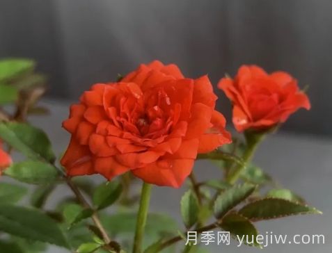 月季推薦，朱紅姬月季(圖1)