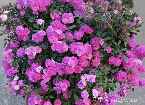 月季推薦，紫紅微月月季(圖1)