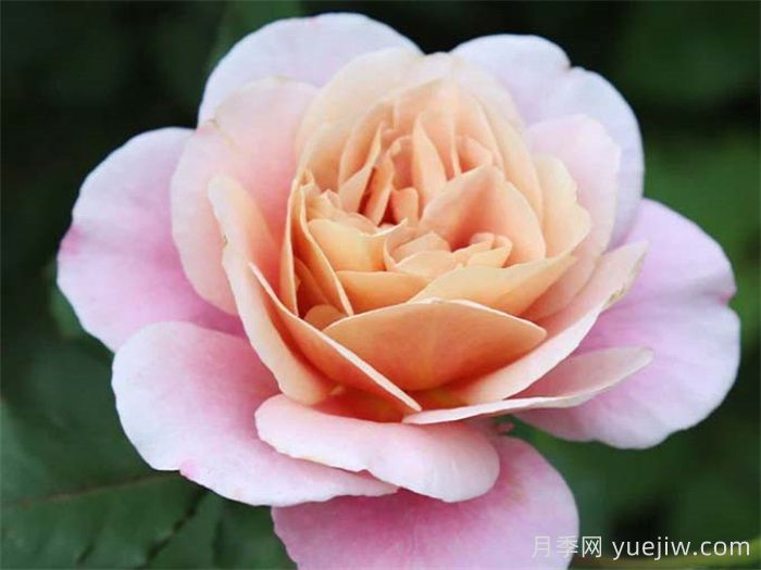 30種漂亮的月季品種，你養(yǎng)了幾種？(圖4)