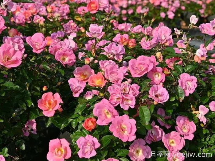 中國景觀月季商業(yè)育種現狀探索(圖1)