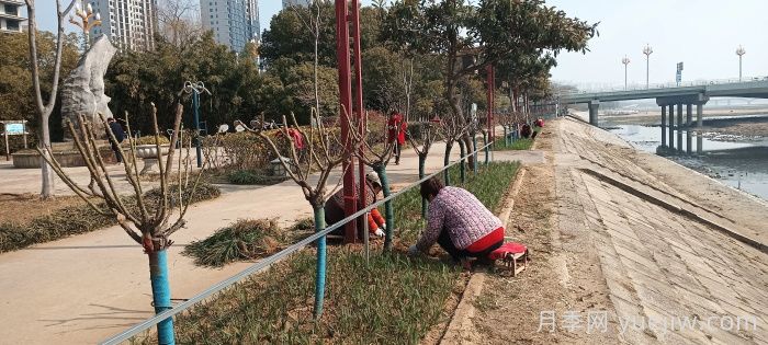南陽白河岸淯陽橋臺地增植樹狀月季(圖1)