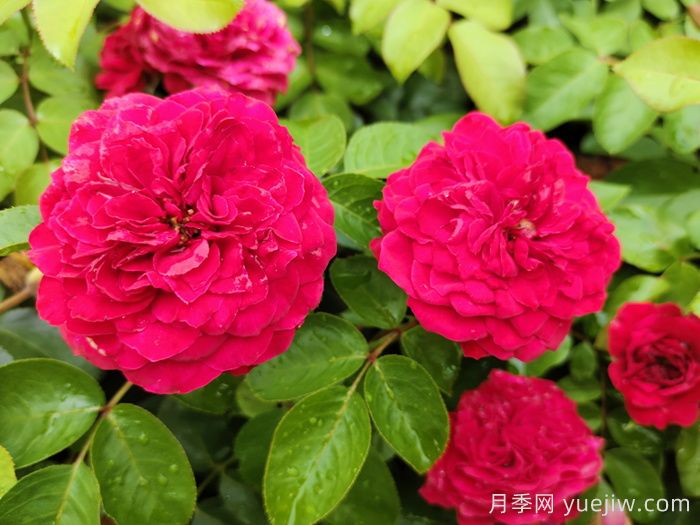 哪些月季更值得購買種植？月季優(yōu)缺點(diǎn)大比拼(圖3)