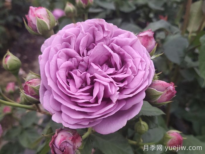 北方適合的月季品種和春季養(yǎng)護秘籍(圖3)