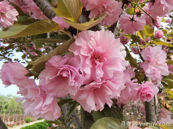 櫻花花期多長時(shí)間？國內(nèi)有名的賞櫻花景點(diǎn)(圖1)