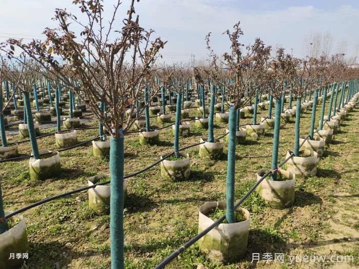 月季養(yǎng)成樹狀，長勢更茂盛開花更多(圖2)