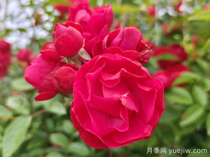 紅木香爬藤月季的優(yōu)缺點是什么？紅木香養(yǎng)護方法(圖1)