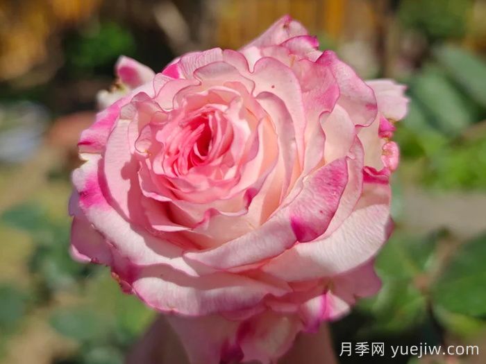 可愛教主月季/小可愛/非?？蓯?圖2)