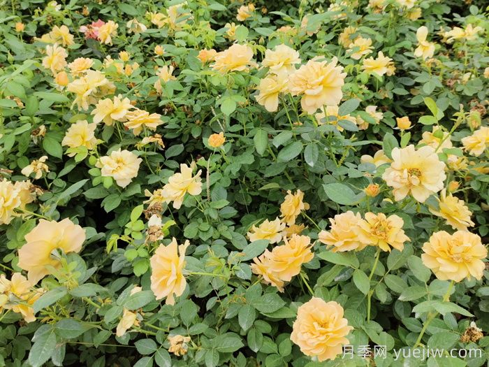 月季苗如何種植防治大蟋蟀？(圖1)
