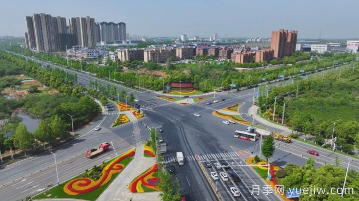 萬(wàn)株樹(shù)狀月季齊綻放，扮靚寧鄉(xiāng)城市新風(fēng)景(圖1)