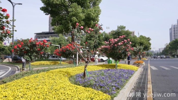 萬(wàn)株樹(shù)狀月季齊綻放，扮靚寧鄉(xiāng)城市新風(fēng)景(圖2)