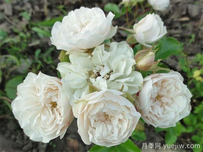 綠冰月季推薦，清新淡雅的微月(圖2)