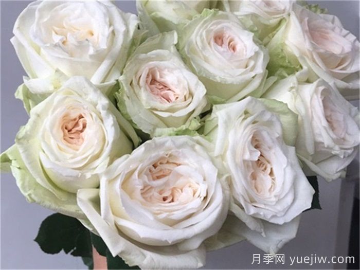 白哈娜月季的優(yōu)缺點(diǎn)是什么？(圖1)