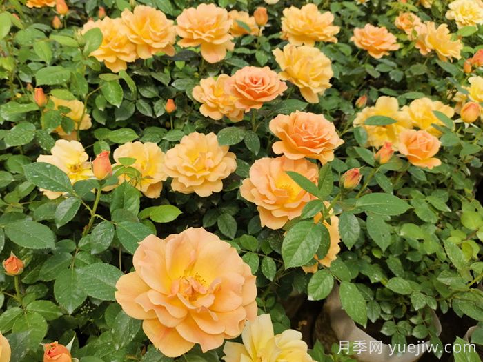 南陽(yáng)藤本月季的常見病蟲害及防治方法(圖2)