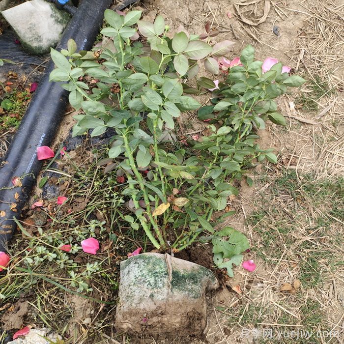 月季強(qiáng)筍爆長影響株型，有什么解法？(圖1)